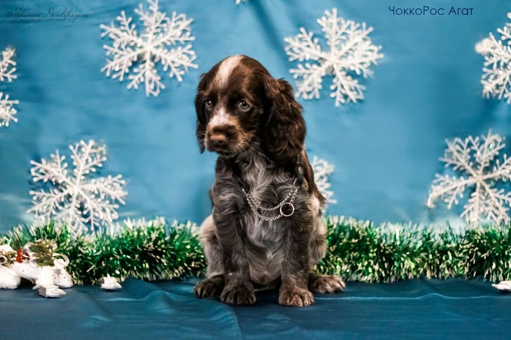Спаниель в шоколаде