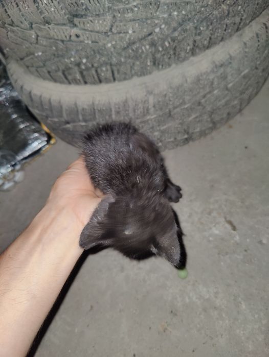 Отдам черного котёнка бесплатно