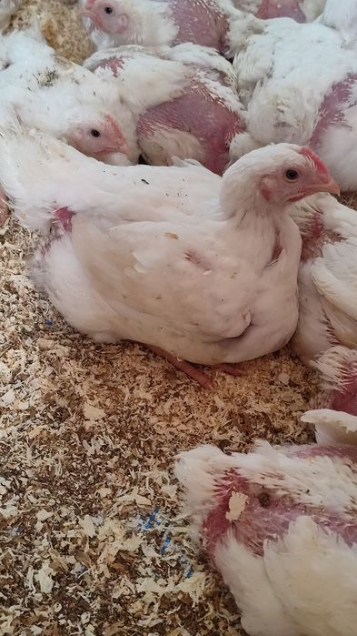 Подрощенная птица!