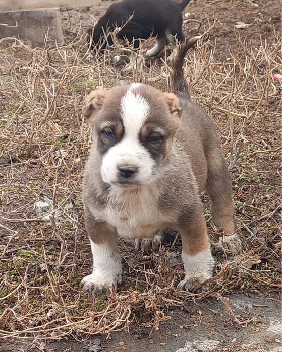 Төбет күшік 1 айлық