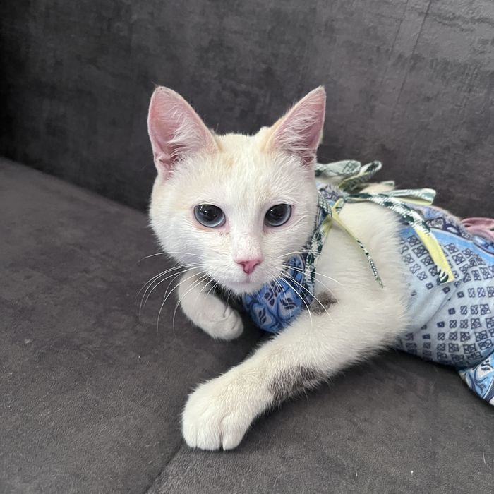 Кошка в хорошие руки