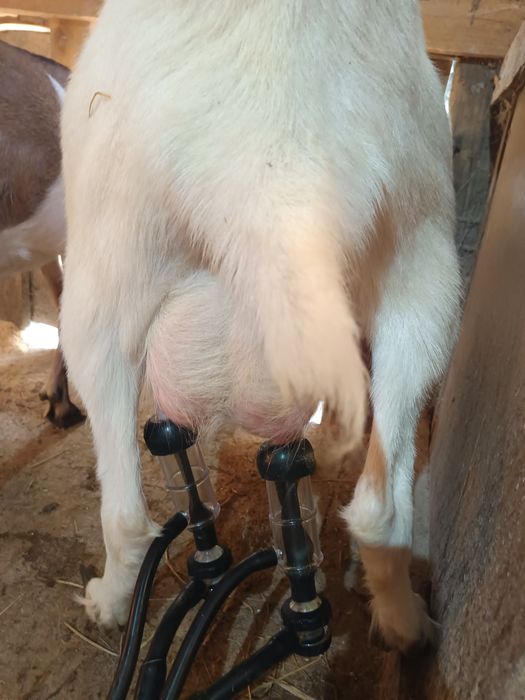 Vând capre  metis și țap original