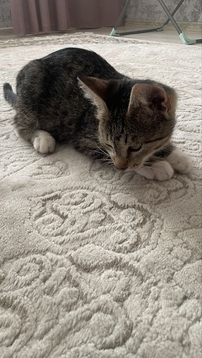 отдам кота бесплатно
