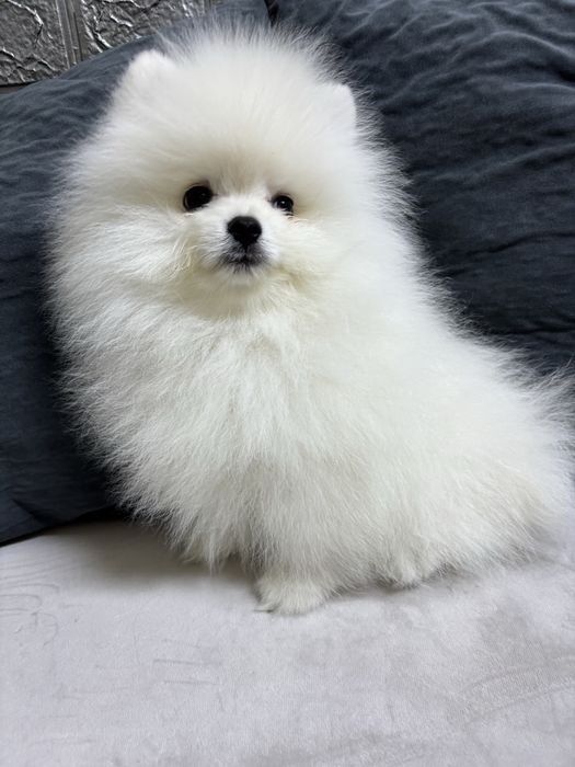 Продается щенок  белого шпица