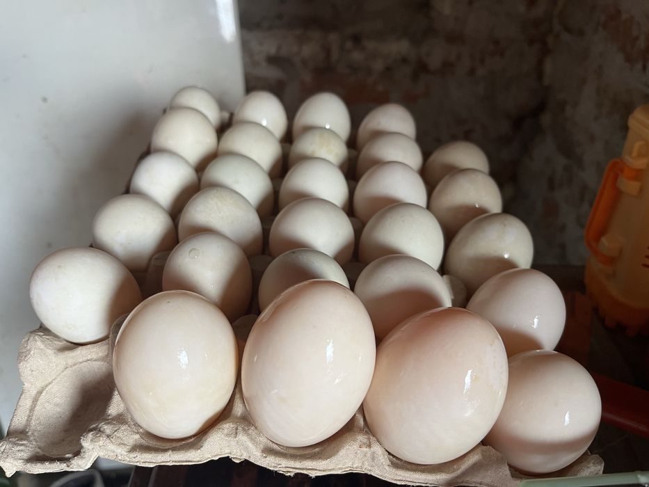 Ouă proaspete de rațǎ pentru consum sau incubat
