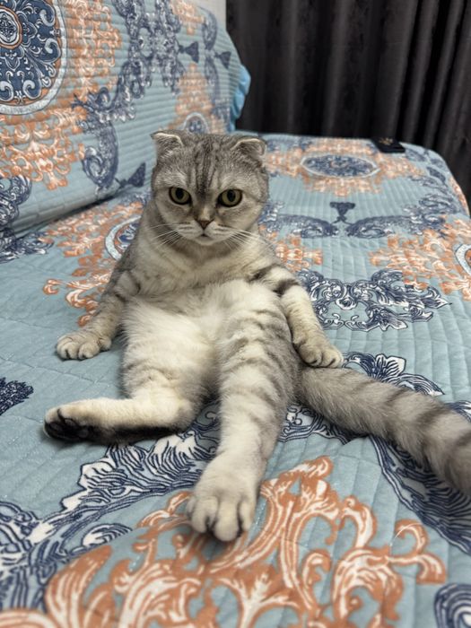 Кошка  Scottish Fold