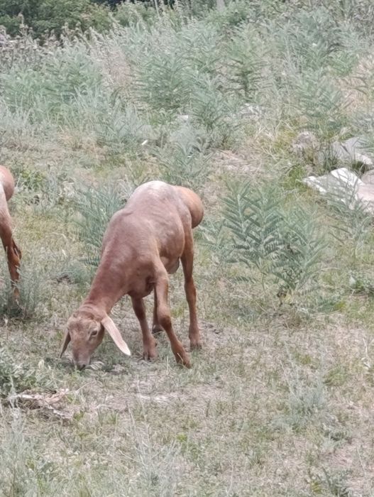 Арашан от 5 месяцев до 3 лет