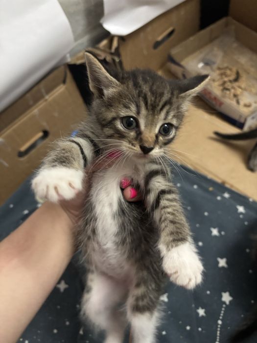 Отдам котят в добрые руки !