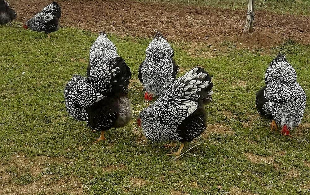 Виандот серебро на продажу