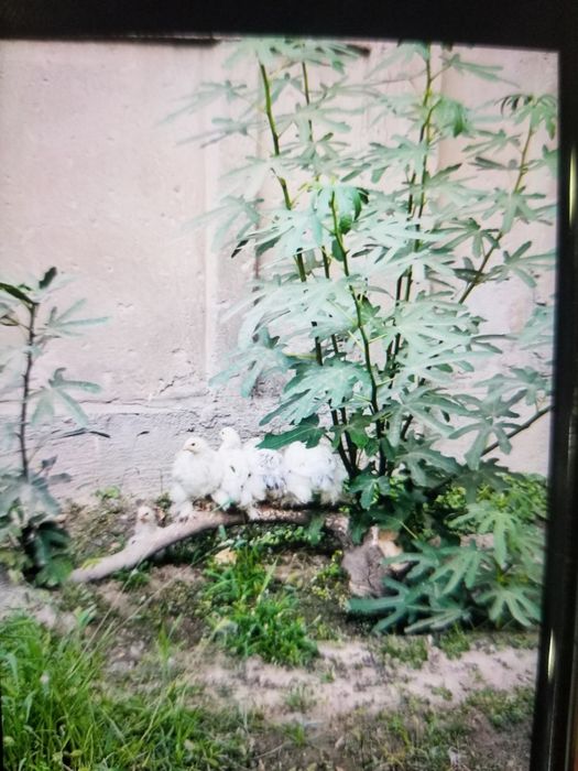 Svetli Brama jujalari