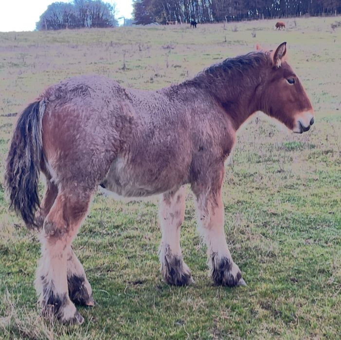 Vand manzi si manze din cai  grei