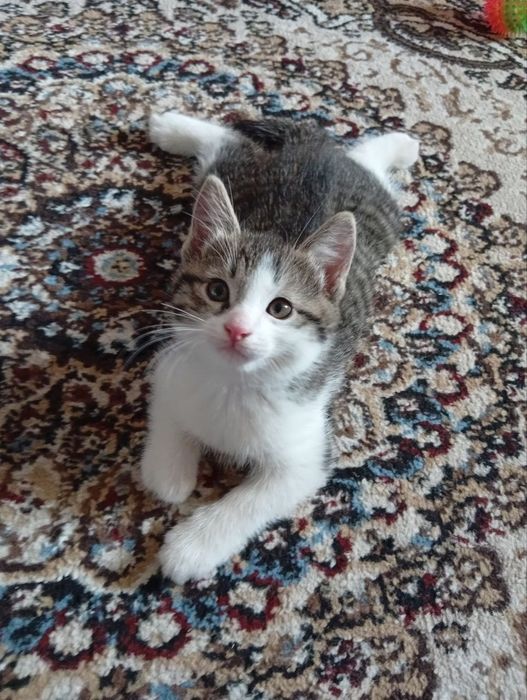 Mushuk bolasi hadyaga beriladi