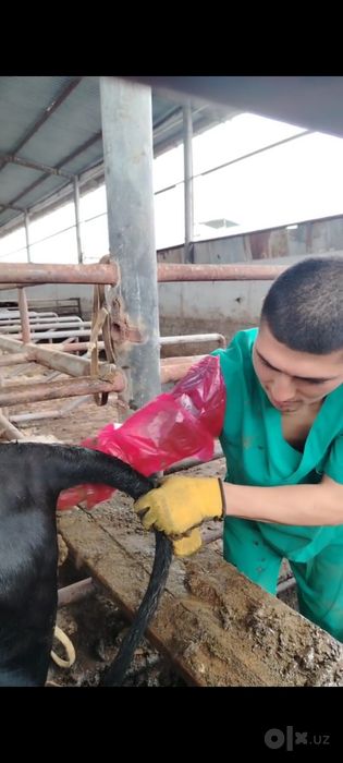 Veterinariya Xizmati tez qulay  SAMARQAND  PASTARGʻOM ,  HAZORA ,  SHA