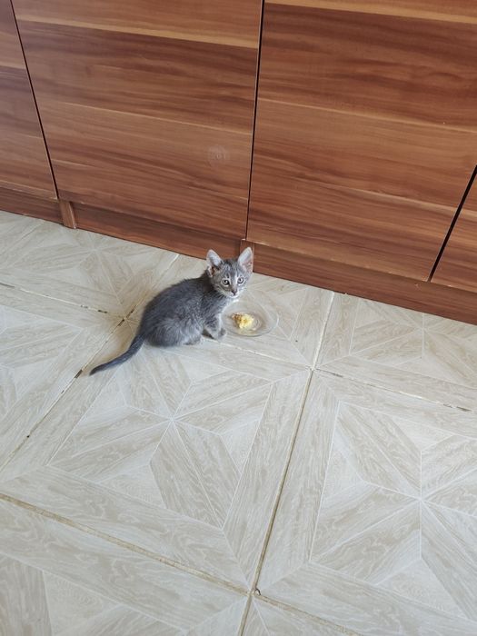 Отдам котенка в хорошие руки