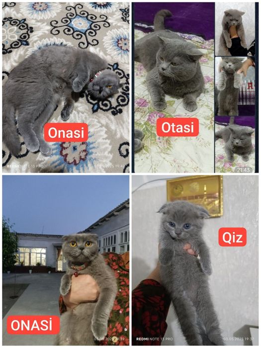 Ona bola sotiladi SKOTİW FOLD