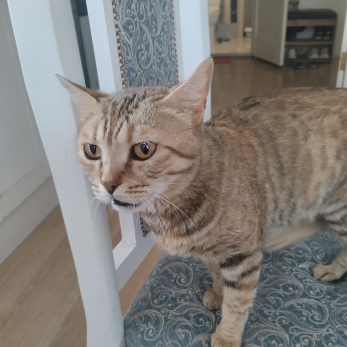 Взрослая кощка-мышеловка