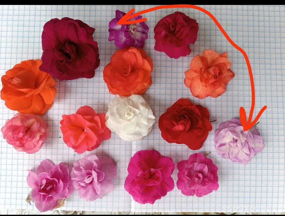 Бальзамины сортовые