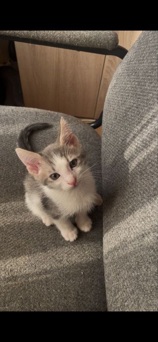 Donez doi motani si 3 pisici , de rasa cu ochii verzi