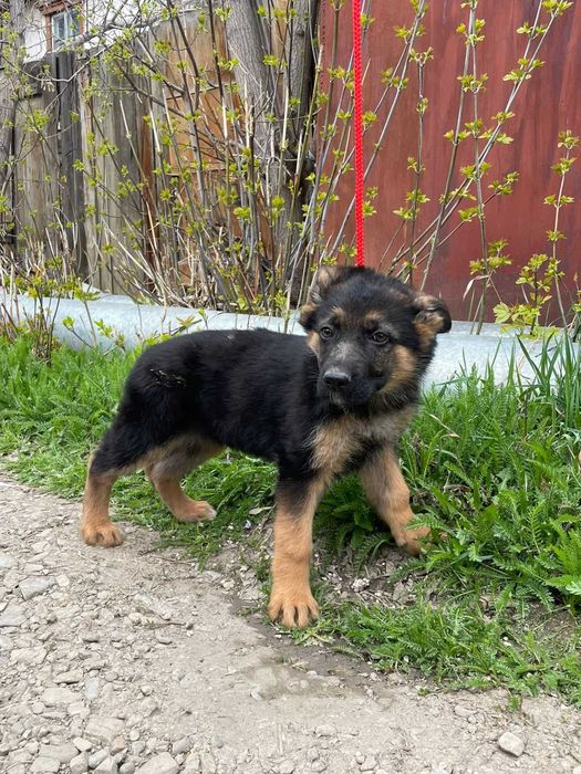 Продам щенков Немецкой Овчарки