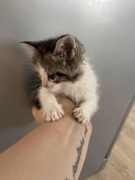 Котята сиамские смешанные