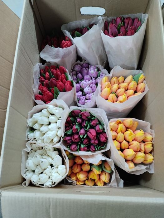 Продам тюльпаны!