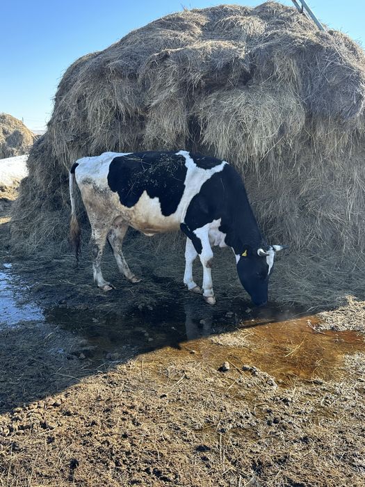 Продам корову справная