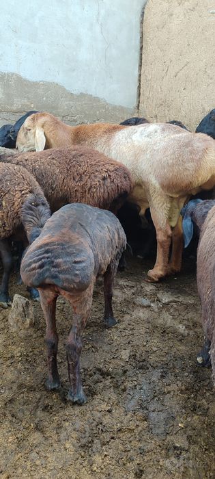 3  dona boğoz qoy va 5 dona qözila bitta arashan chatishgan qozi ham s