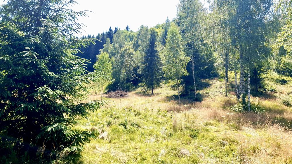 Persoana fizica vand teren intravilan in Rasca, locatie superba
