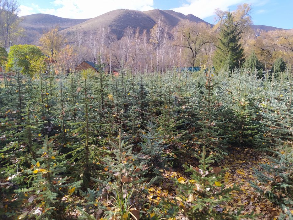 Голубая ель 1'5м 2 м