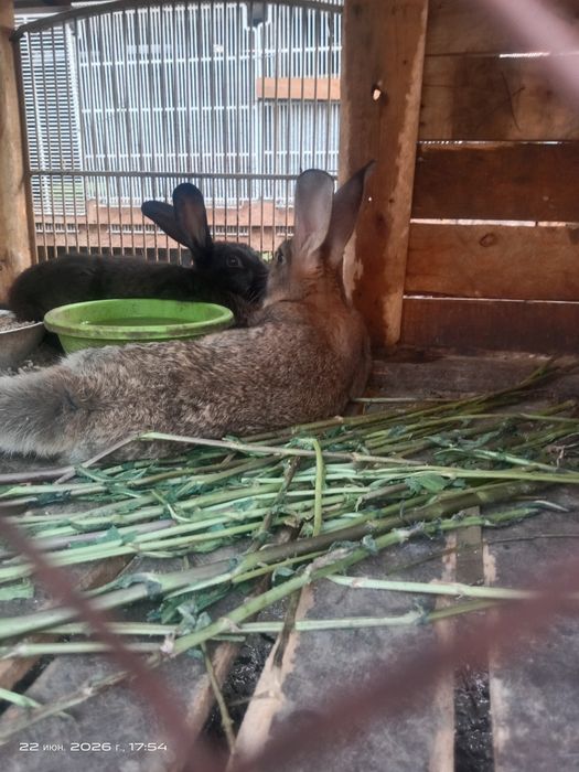 Продам кроликов молодняк