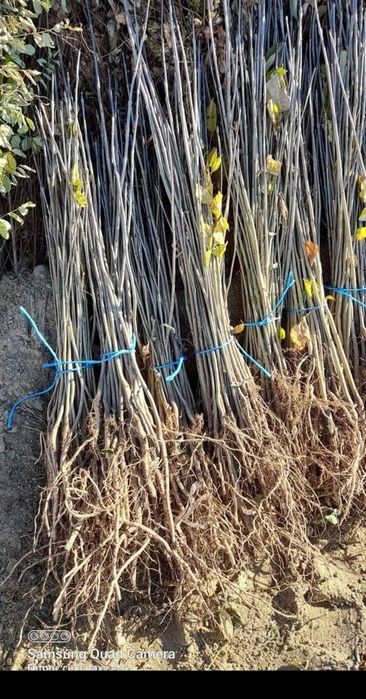 Puiet brad molid frasan stejar,