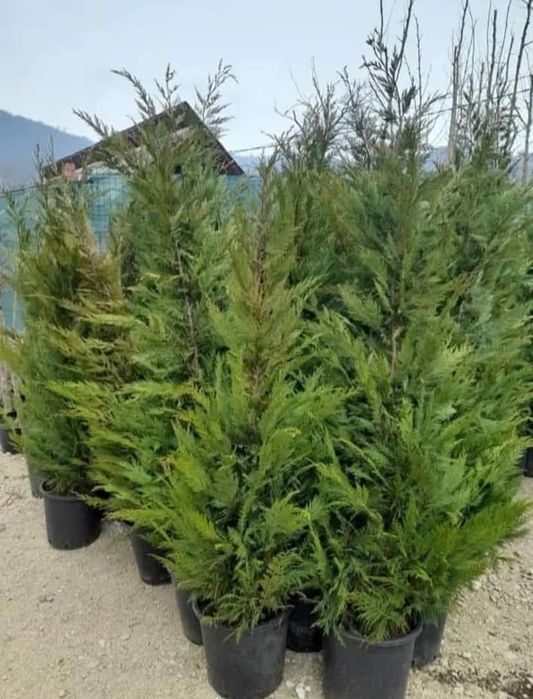 Chiparos leylandi la oferta!!!300 lei