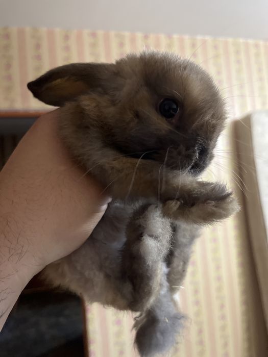 Отдам кролика в хорошие и заботливые руки.