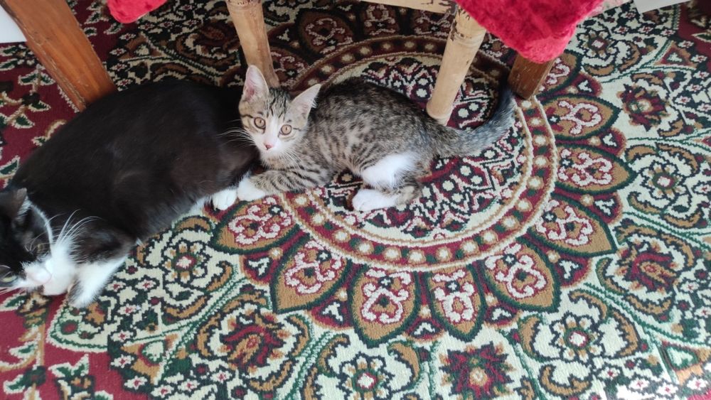 Отдам котенка в хорошие руки