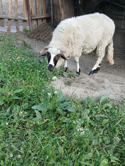 Vand berbec bucălău si o mioara