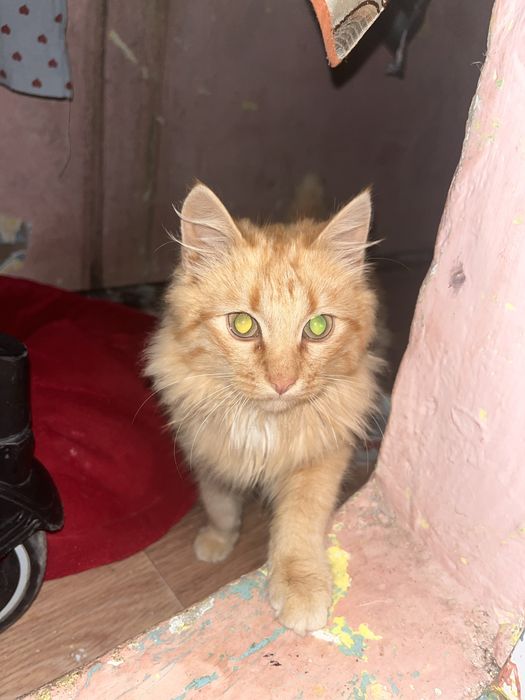 КОТ РЫЖЫЙЙ 3-4 месяц