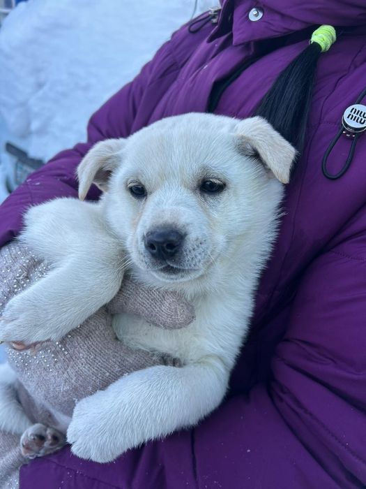 Отдам щенят в хорошие руки