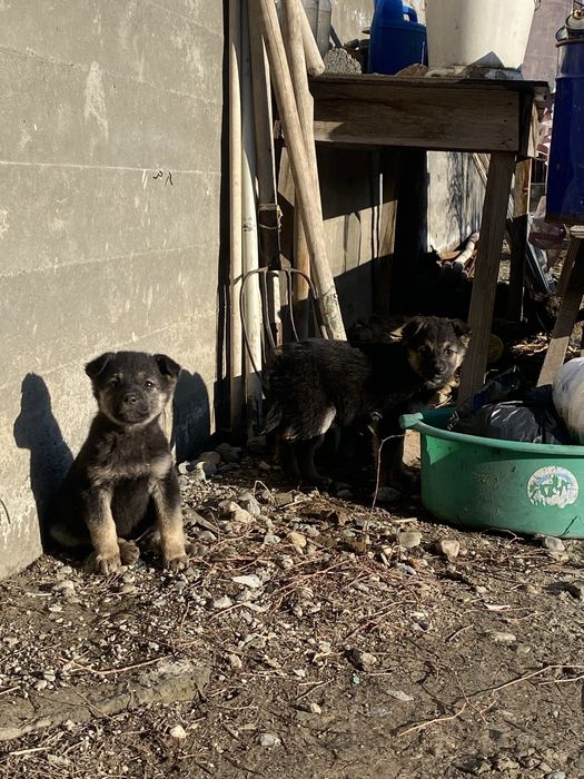 Немецски  овчарка щенки