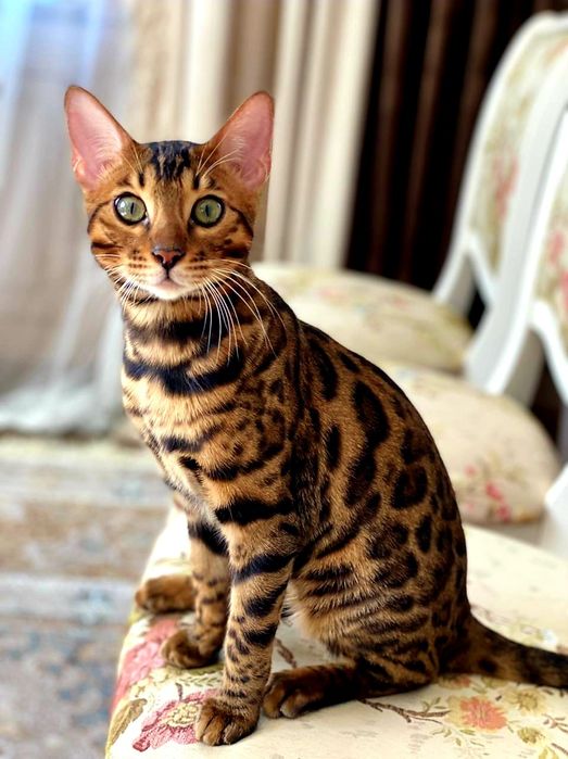 VIP КОТЯТА- Бенгальские!