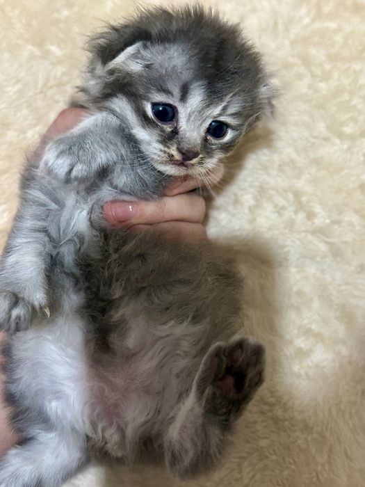 Мушукчалар сотилади