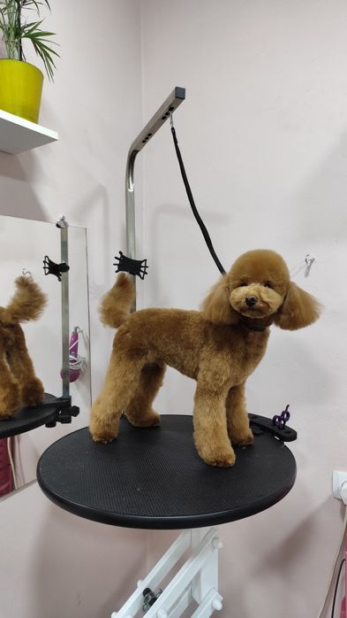 Стрижка собак, груминг для  домашних животных