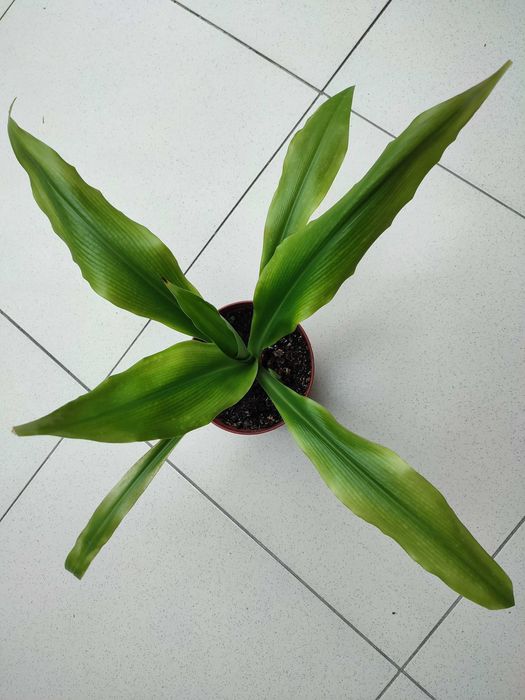 Хлорофитум. Растение комнатное