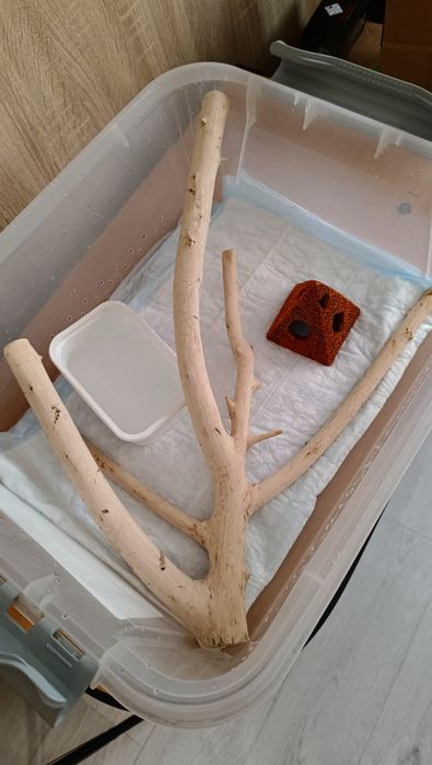 Кунаширский полоз