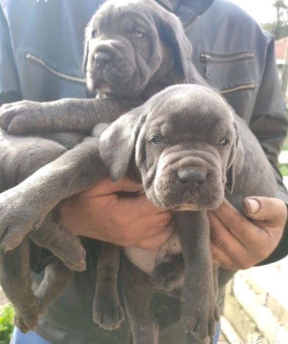 Кане Корсо бебета