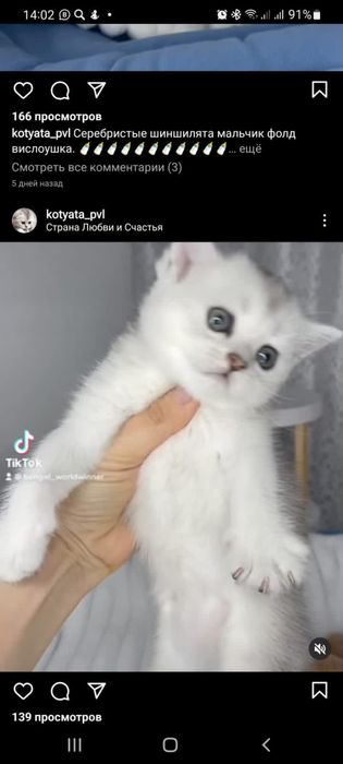 Милаши серебристые шиншилята с док-ми