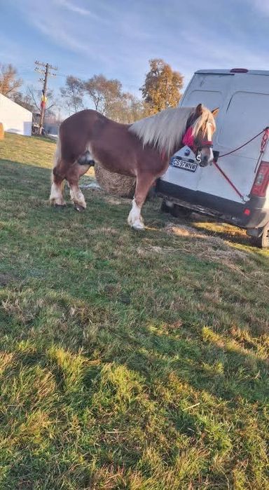 Vând armăsar de 5 ani