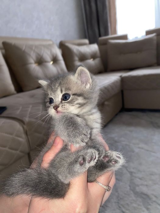 Продам котят в хорошие руки