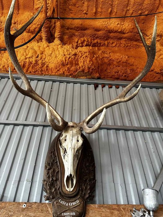 Trofeu animal sălbatic