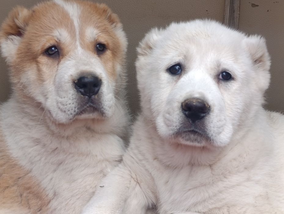 Эксклюзивные  мощные супер Алабайчики