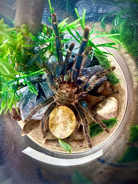 Dioramă tarantulă cu exuvie reală – Dolichothele diamantinensis